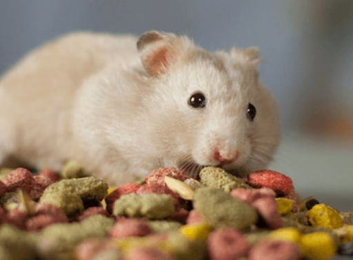 Thức ăn cho chuột hamster gặm nhấm