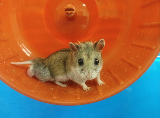 Những nguyên nhân khiến bé chuột hamster bị tiêu chảy