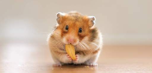 Cách ngăn ngừa và điều bị cho chuột hamster bị tiêu chảy
