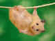 hamster chết vì giật mình