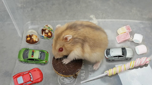 Những lý do khiến nhiều người ngần ngại khi nuôi chuột hamster