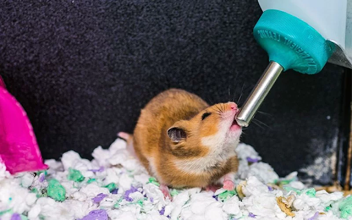 Hướng dẫn cách nuôi chuột hamster an toàn
