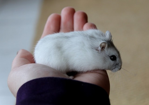 Tại sao nhiều người thích nuôi thú cưng hamster?