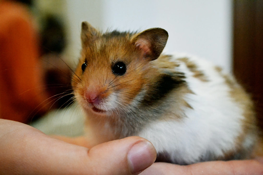 Tổng hợp dấu hiệu hamster bị stress