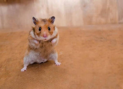 Cách xử lý khi chuột hamster bị stress