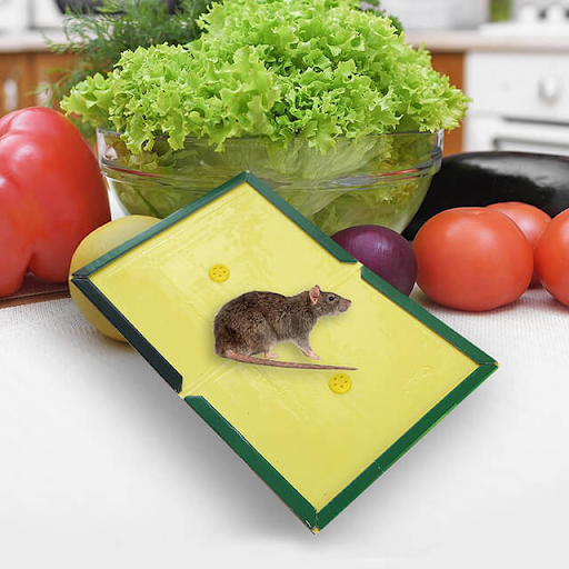 chuột thích ăn rau củ