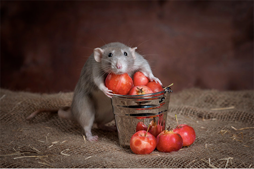 Những loại thức ăn khoái khẩu của chuột