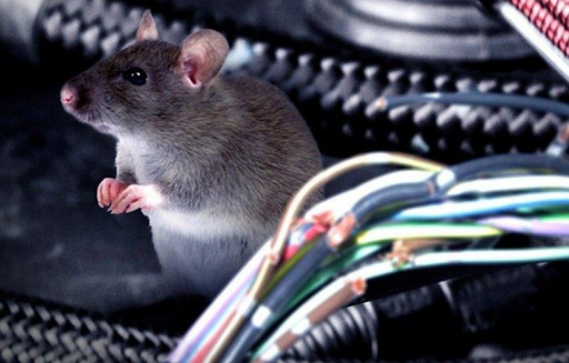 tại sao chuột hay cắn phá