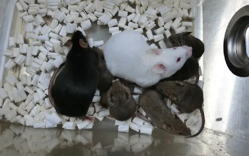 Sự phát triển của chuột con