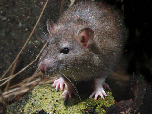 Tập tính sinh sống của chuột cống