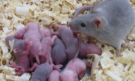 Chuột sinh sản rất nhanh