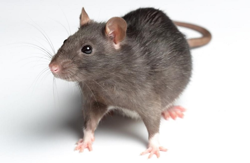 Những đặc điểm cần biết về loài chuột