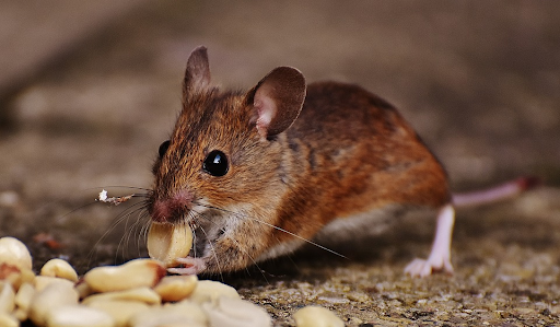 Giải thích tại sao chuột có thói quen gặm nhấm?