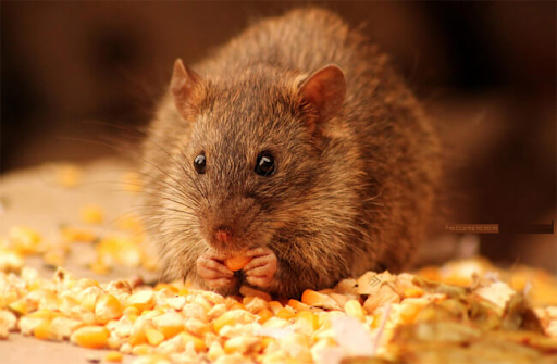 chuột nhịn ăn uống mấy ngày thì chết