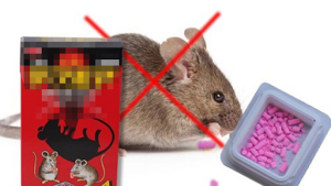 chuột ăn thuốc chuột bao lâu thì chết