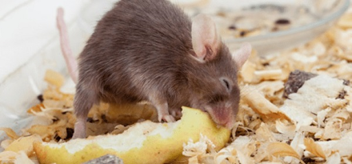 chuột nhà thích ăn gì nhất