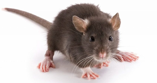 Tuổi thọ của chuột là bao nhiêu lâu?