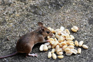 tại sao chuột có thói quen gặm nhấm