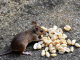 tại sao chuột có thói quen gặm nhấm