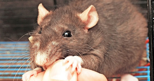 Hướng dẫn cách phòng tránh mắc các bệnh do bị chuột cắn