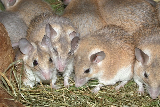 Sự phát triển của chuột sau sinh