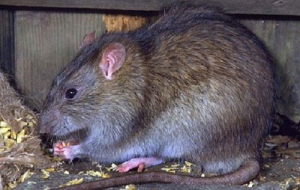 chuột cống thích ăn gì nhất