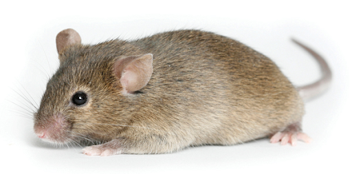 Phân loại chuột theo vùng sinh sống