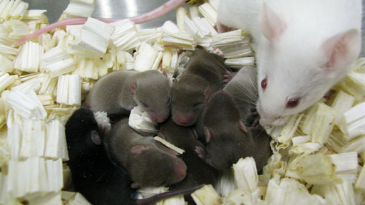 Thời điểm giao phối của chuột