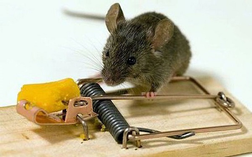 Hướng dẫn bẫy chuột nhà hiệu quả