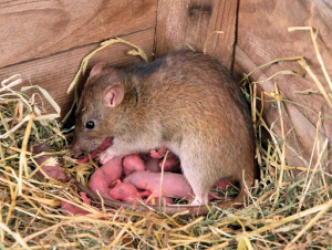 chuột đẻ bao nhiêu con
