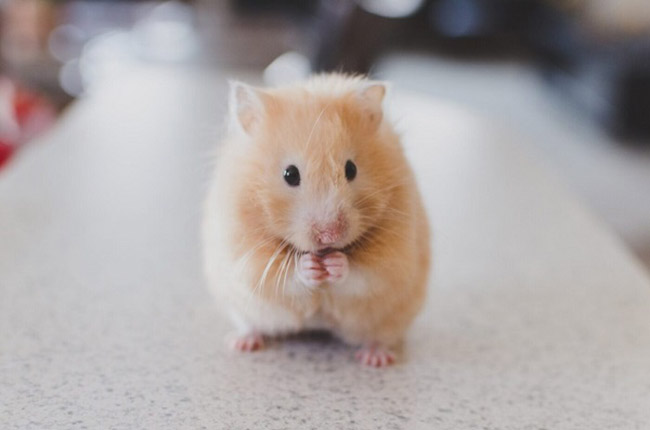 Cách chăm sóc chuột Hamster cái khi mang thai