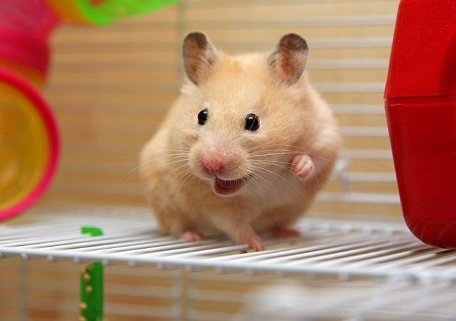 Cách để giúp cho chuột hamster nhớ tên của nó