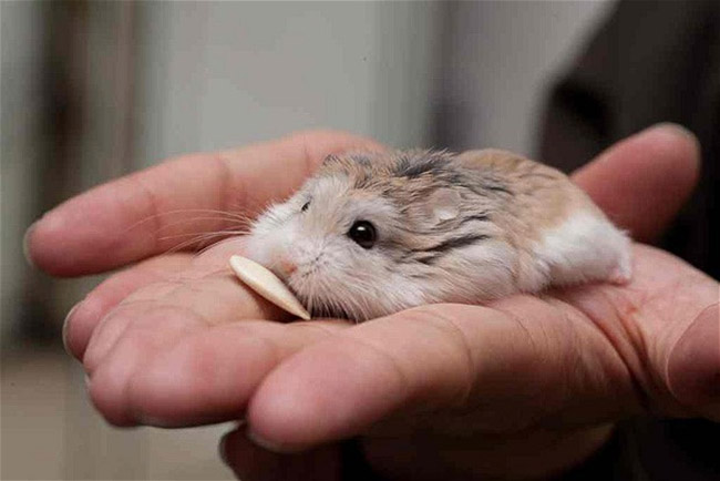 Chăm sóc chuột hamster robo
