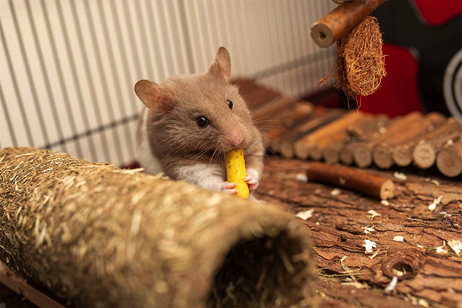 Chế độ ăn tốt cho răng của chuột hamster