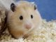 Chuột hamster bear có nguồn gốc từ đâu?