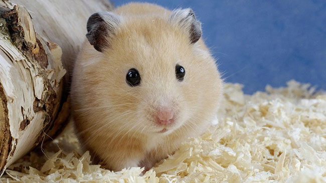 Chuột hamster bear có nguồn gốc từ đâu?