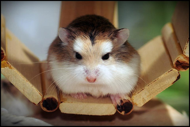 Đặc điểm ngoại hình của hamster robo