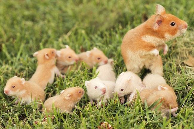 Chuột Hamster shop Luna - Địa chỉ bán chuột hamster Hà Nội uy tín