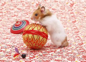 Những loại đồ chơi cho chuột hamster an toàn, phổ biến nhất