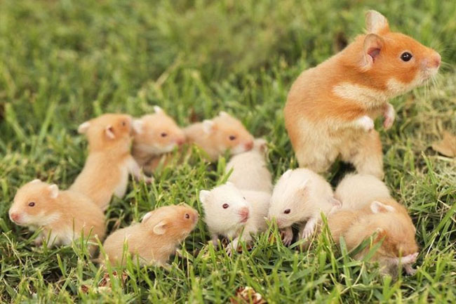 Lưu ý cần biết khi mua chuột hamster Đà Nẵng