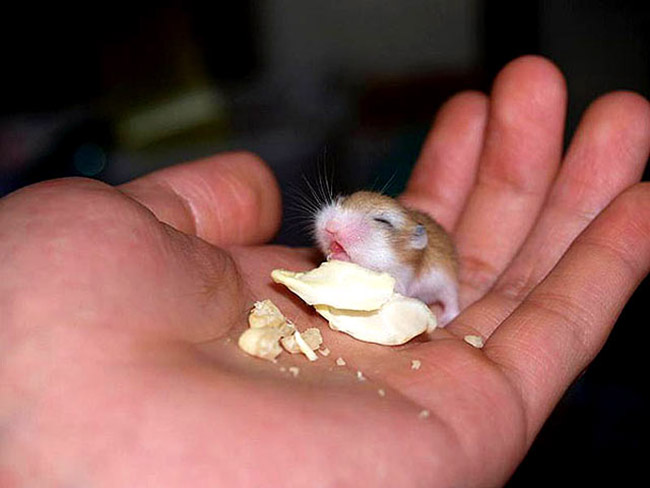 Mẹo nhỏ huấn luyện chuột hamster robo