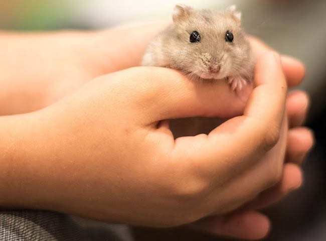 Những biểu hiện ngôn ngữ cơ thể của chuột hamster