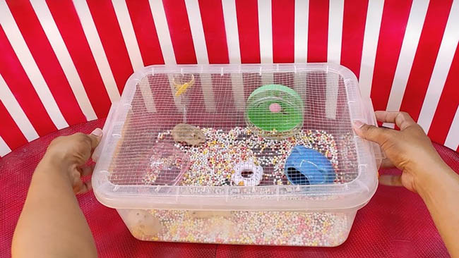 Chuồng hamster tự làm bằng hộp nhựa