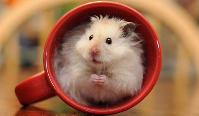 Đầu điểm về chuột hamster dễ thương