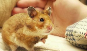 Chuột Hamster Giá 20k Mua Ở Đâu? Cách Chọn Mua Hamster Đẹp