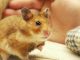 Chuột Hamster Giá 20k Mua Ở Đâu? Cách Chọn Mua Hamster Đẹp