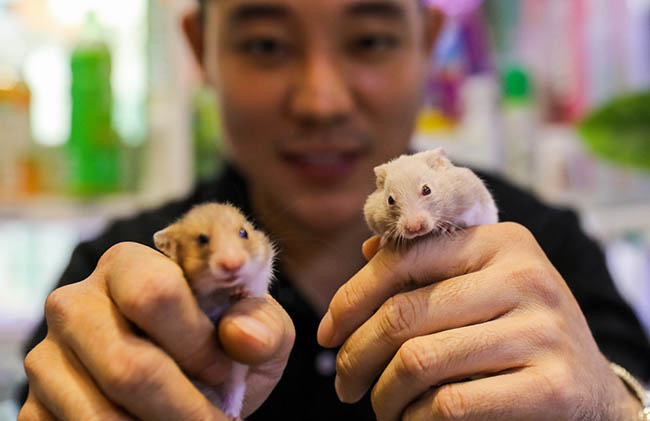 Cửa hàng bán chuột hamster giá 50k Khu vực miền Trung