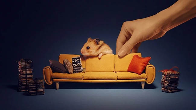 Một số điều thú vị về giấc ngủ của chuột hamster