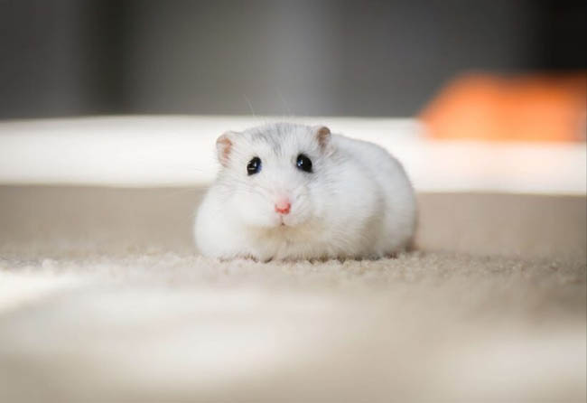 Một vài thông tin về nuôi chuột hamster dễ thương