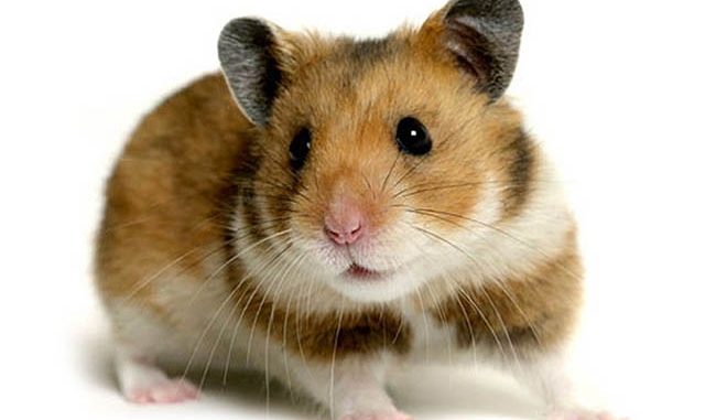 Những loại chuột hamster giá rẻ được nhiều người lựa chọn